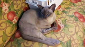 20160627 skräddarkompis